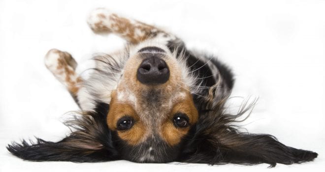 Detox (Entgiftung) beim hund Farm Food